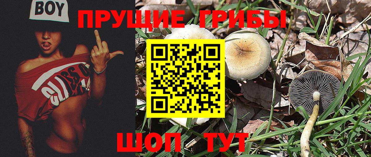 Тихвин  Псилоцибиновые грибы Psilocybine cubensis  Псилоцибиновые грибы Magic Shrooms  Вход с VPN 